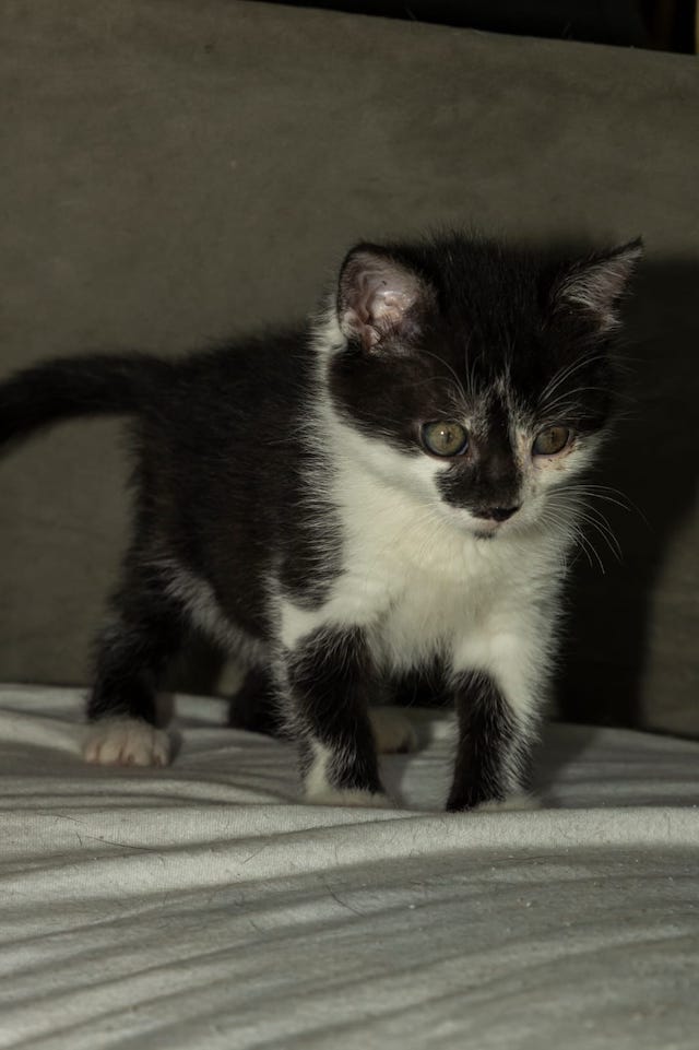 fellengel_,Szilveszter_1