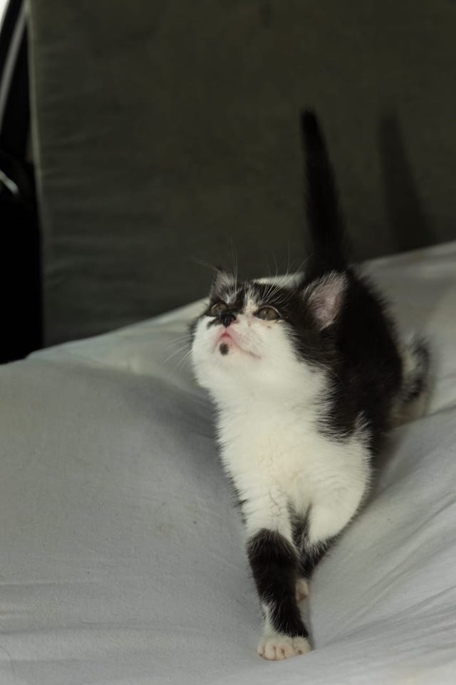 fellengel_,Szilveszter_3