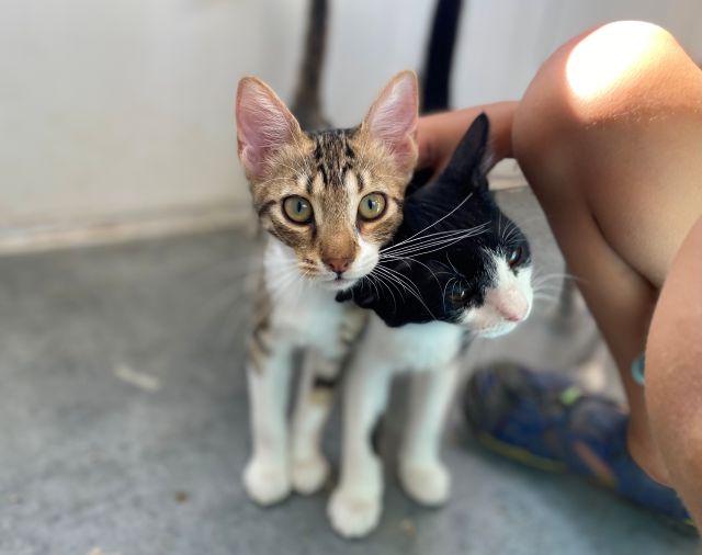 fellengel_bo_freddie