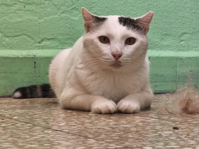 fellengel_chionoyla_05