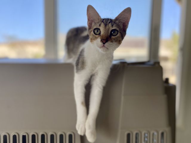 fellengel_daniela_02