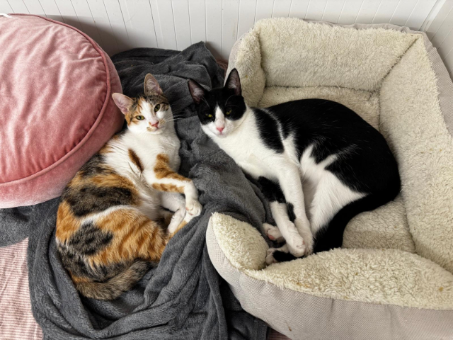 fellengel_donut+happie_1