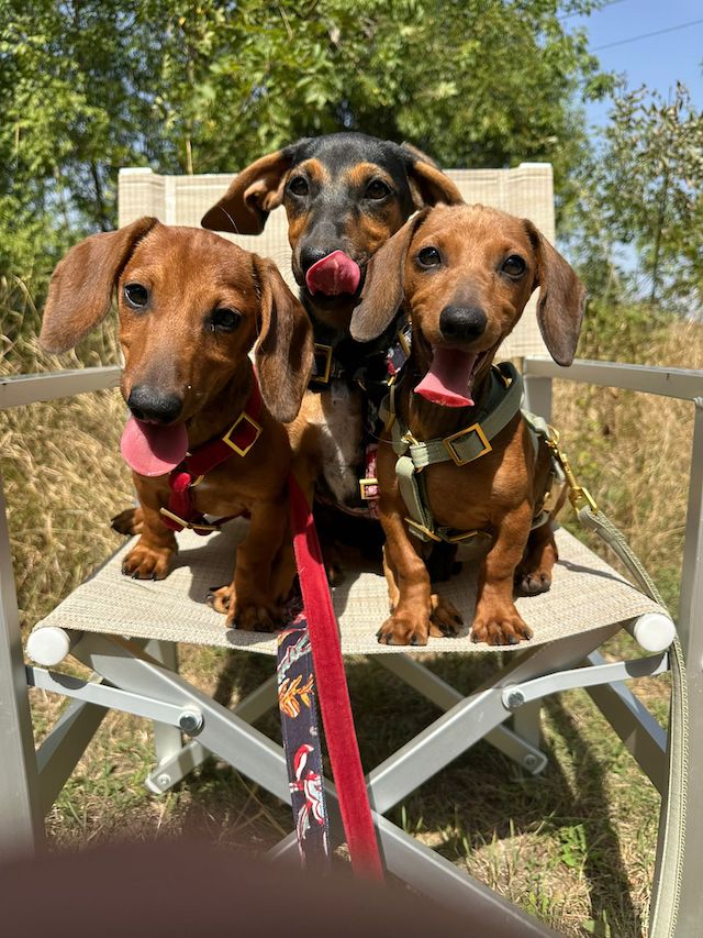 fellengel_dornröschen1