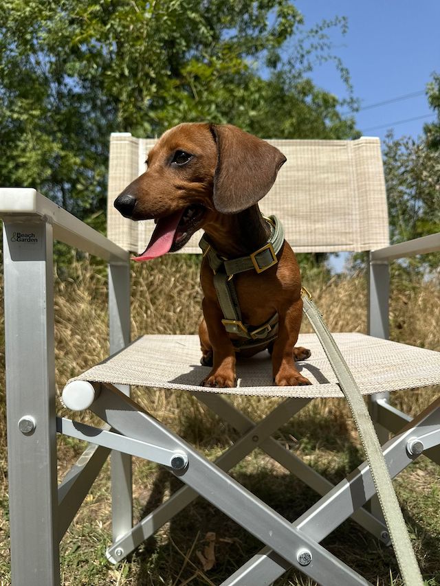 fellengel_dornröschen2