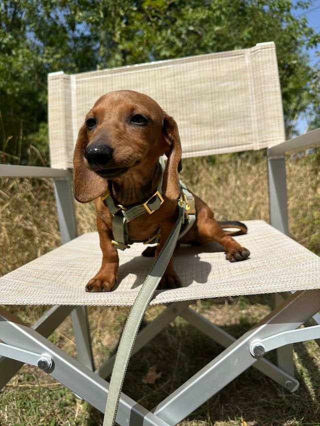 fellengel_dornröschen3