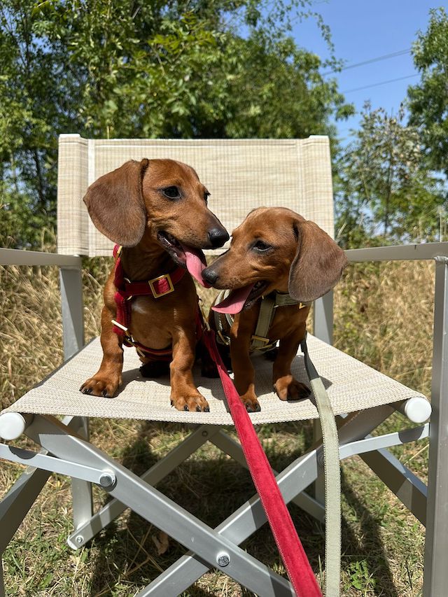 fellengel_dornröschen4