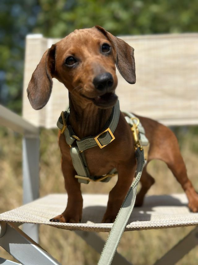 fellengel_dornröschen5