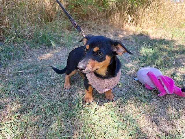 fellengel_finchen_11