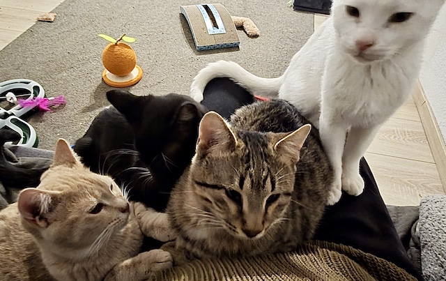 fellengel_kefir_timo_pumukel_diesel