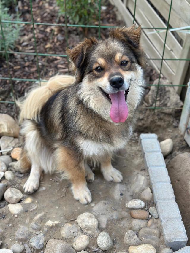 fellengel_little_maya