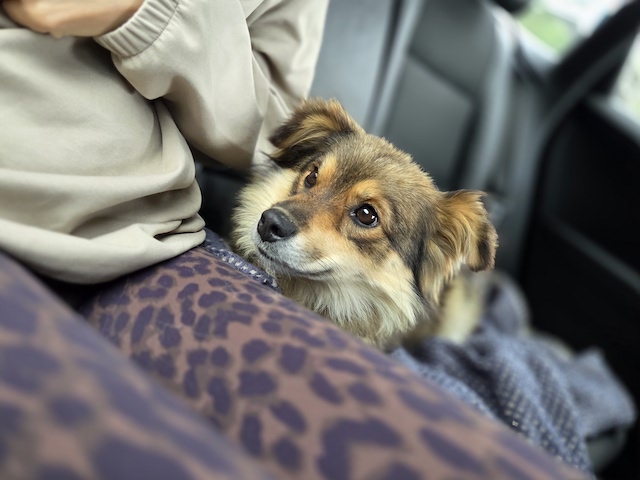 fellengel_little_maya_1