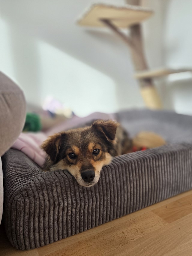 fellengel_little_maya_10