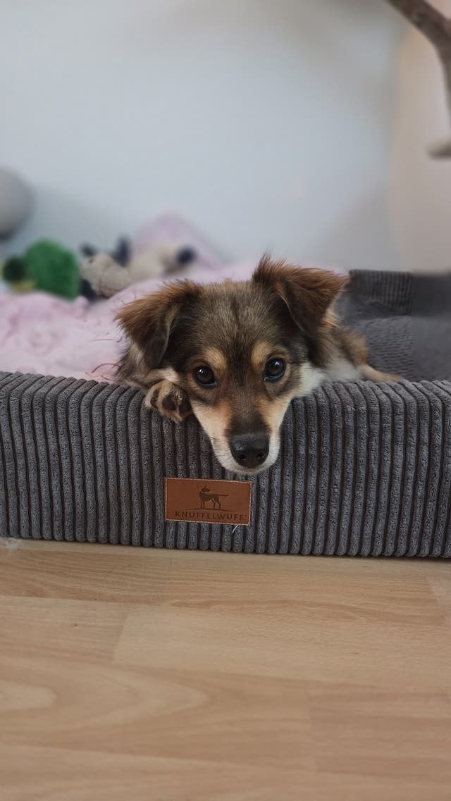 fellengel_little_maya_11