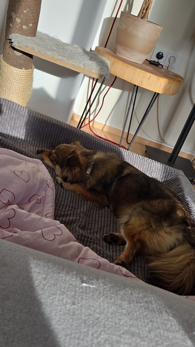 fellengel_little_maya_14