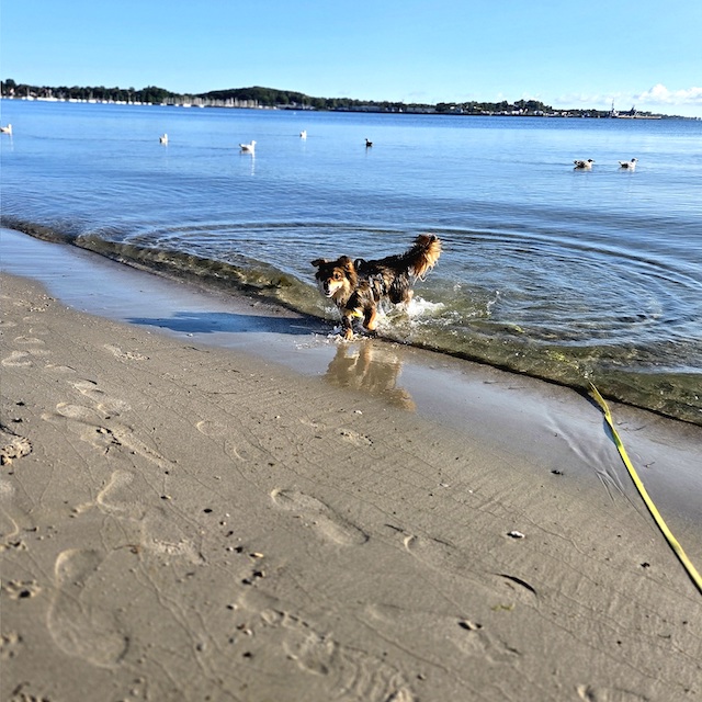 fellengel_little_maya_15