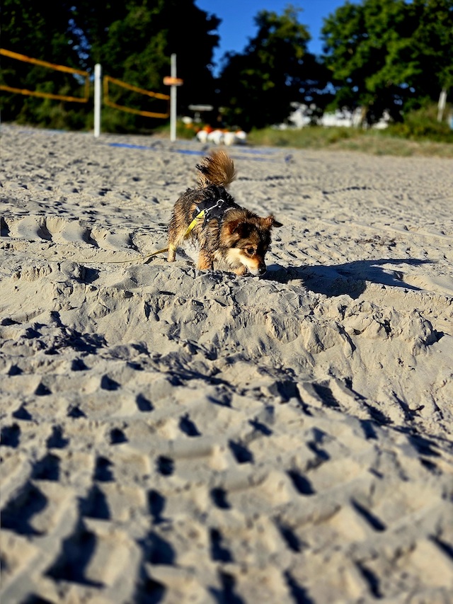 fellengel_little_maya_17