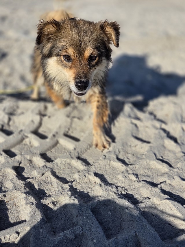 fellengel_little_maya_18