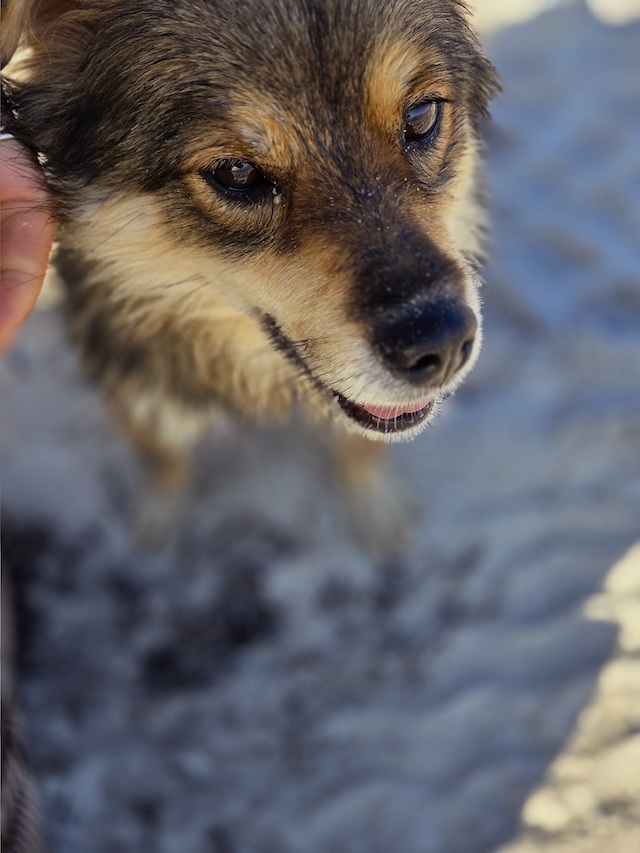 fellengel_little_maya_20