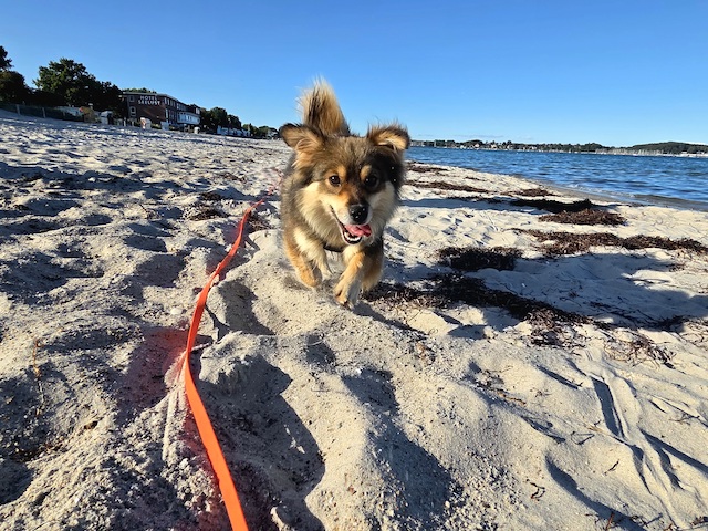 fellengel_little_maya_21