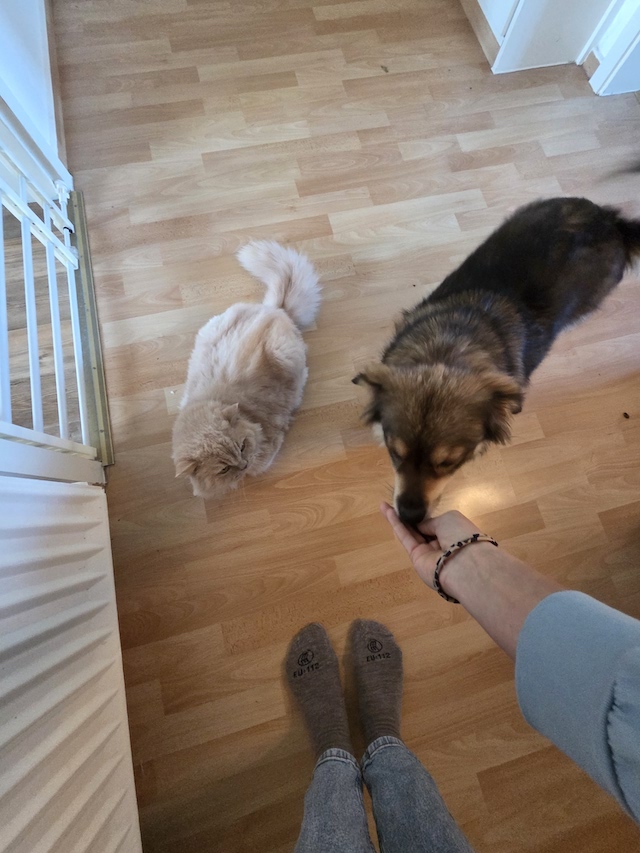 fellengel_little_maya_23