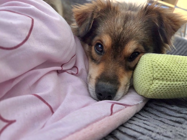 fellengel_little_maya_24