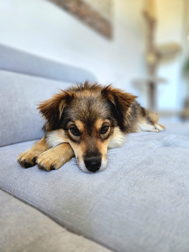 fellengel_little_maya_27