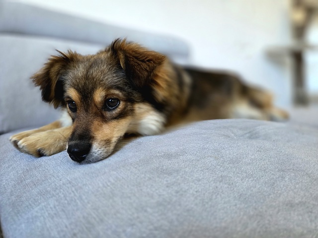 fellengel_little_maya_28