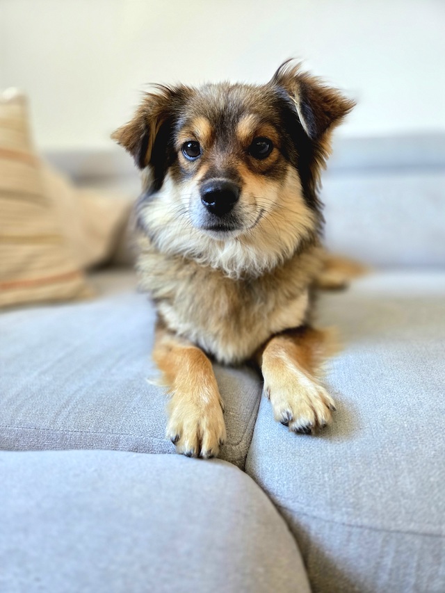 fellengel_little_maya_29