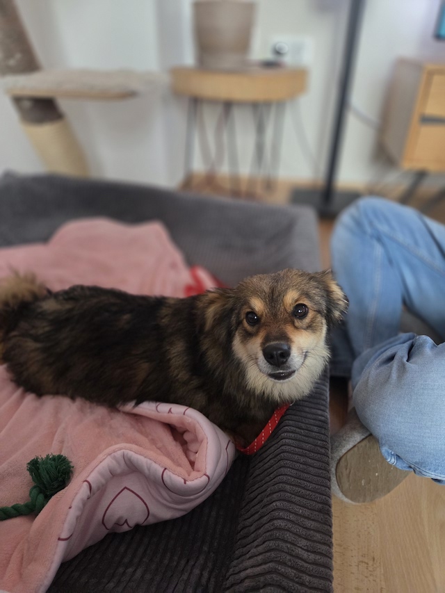 fellengel_little_maya_3