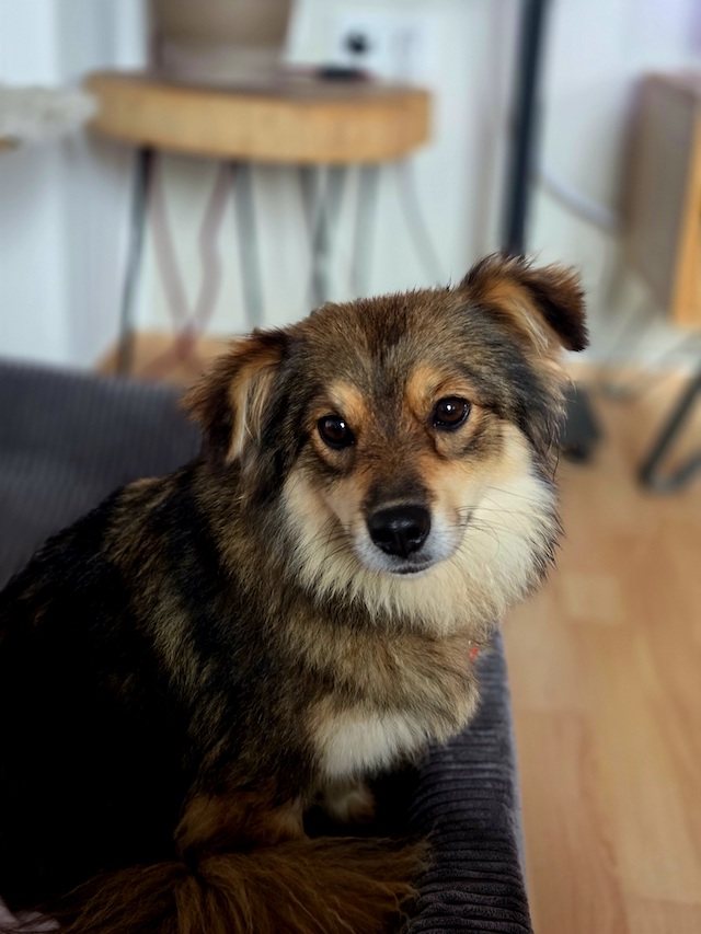 fellengel_little_maya_5