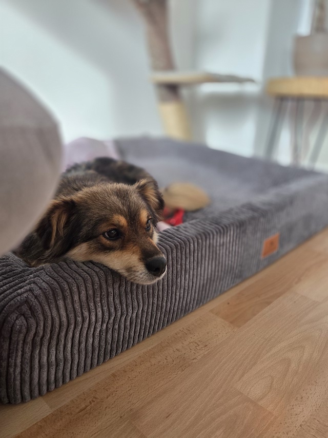 fellengel_little_maya_9