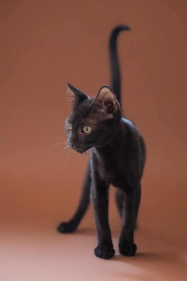 fellengel_majid2