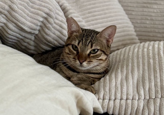 fellengel_,miss_mini_1