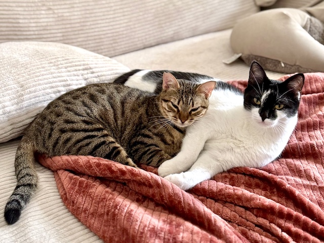 fellengel_miss_mini_1