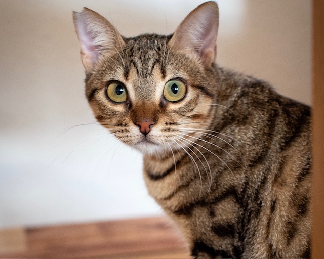 fellengel_miss_mini_11