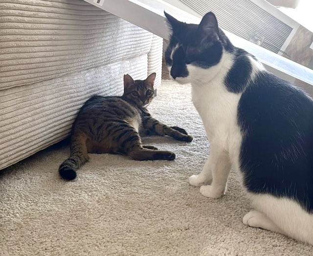 fellengel_,miss_mini_2