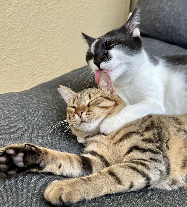 fellengel_miss_mini_2