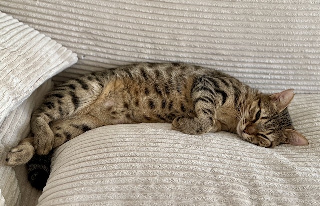 fellengel_miss_mini_2