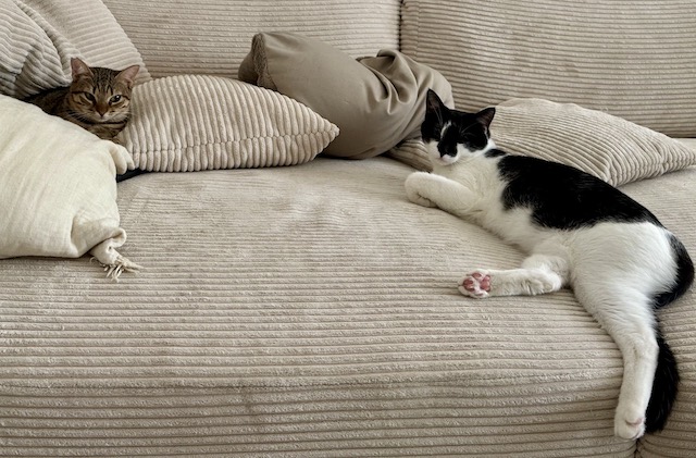 fellengel_,miss_mini_3