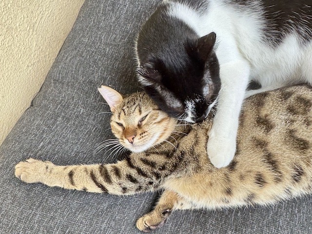 fellengel_miss_mini_3