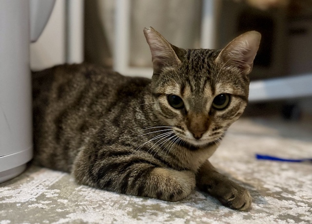 fellengel_miss_mini_3