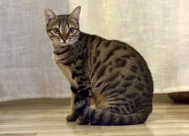 fellengel_miss_mini_4