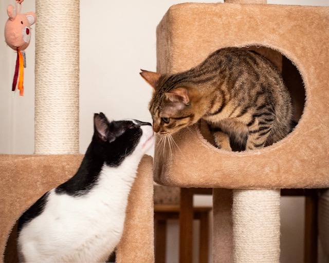 fellengel_miss_mini_5