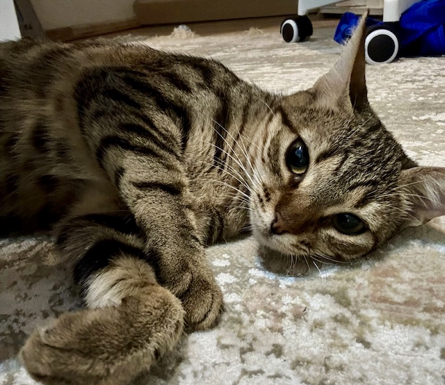 fellengel_miss_mini_5