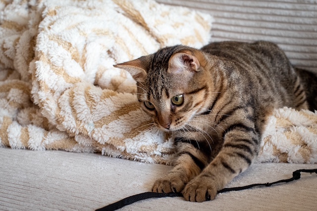 fellengel_miss_mini_6