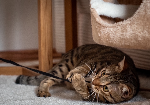 fellengel_miss_mini_7