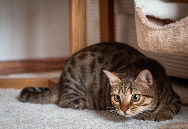 fellengel_miss_mini_8