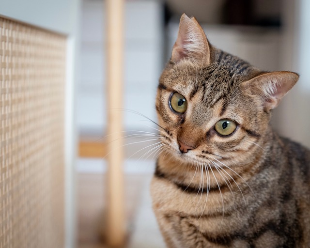 fellengel_miss_mini_9