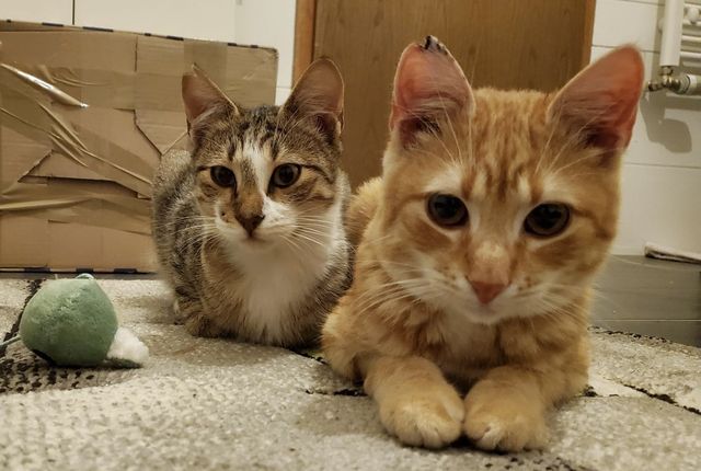 fellengel_monsun_martin