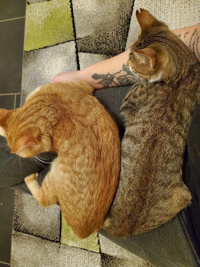 fellengel_monsun_martin_02